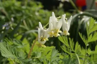 Dicentra cucullaria