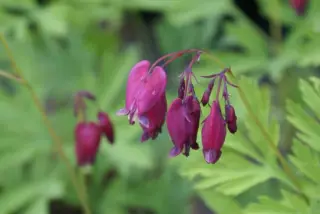Dicentra formosa 'Cox's Dark Red'