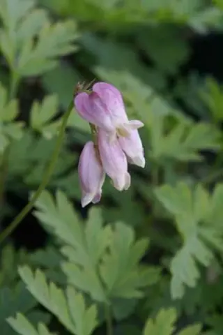 Dicentra formosa 'Furse's Form'