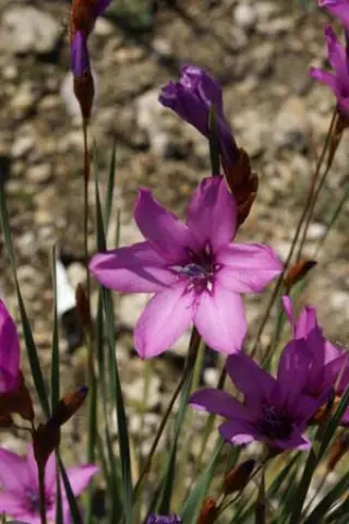 Dierama pauciflorum