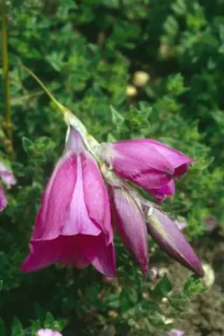 Dierama pulcherrimum 'Flaring Tips'