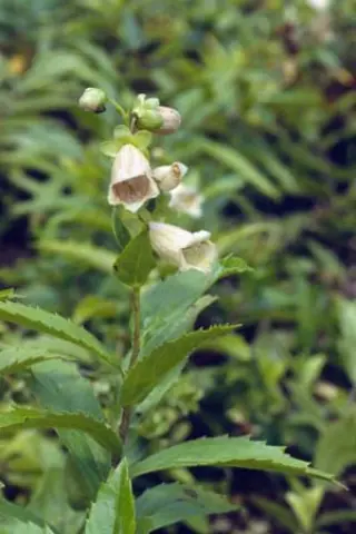 Digitalis ciliata