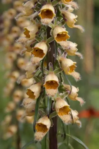 Digitalis ferruginea 'Gigantea'