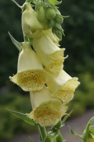 Digitalis grandiflora (ambigua)
