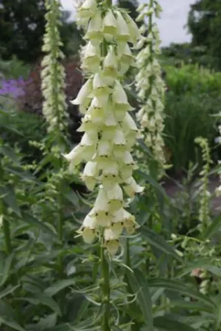 Digitalis lutea