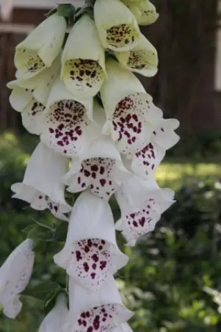 Digitalis purpurea 'Pam's Choice'