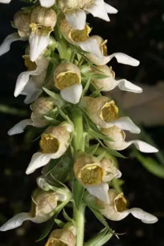 Digitalis trojana