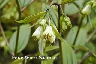 Disporum bodinieri