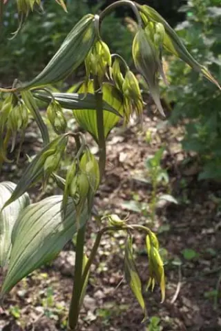 Disporum cantoniense 'Green Giant'