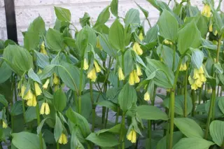 Disporum flavens BSWJ872