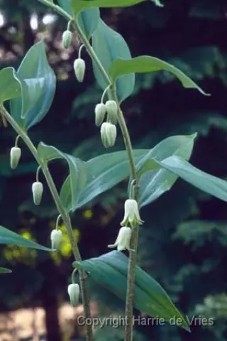 Disporopsis pernyi
