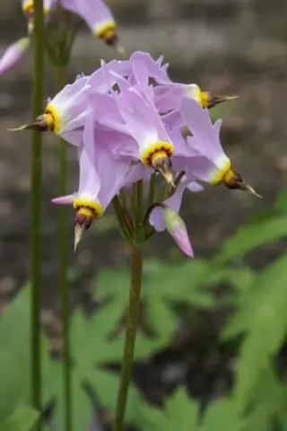 Dodecatheon 'Aphrodite'