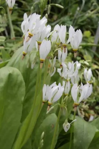 Dodecatheon dentatum hybr.