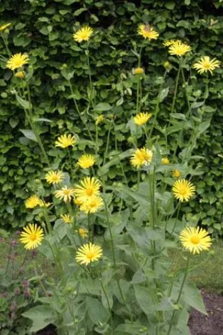 Doronicum carpetanum