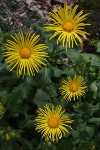 Doronicum orientale 'Finesse'