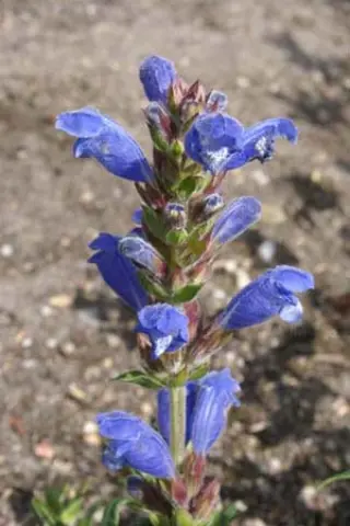Dracocephalum argunense
