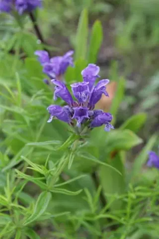 Dracocephalum austriacum