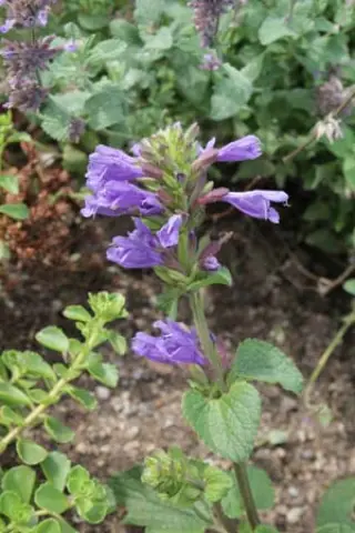 Dracocephalum rupestre