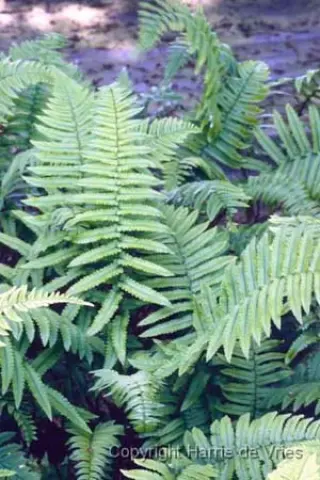 Dryopteris atrata