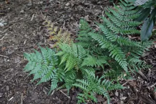 Dryopteris erythrosora 'Prolifica'