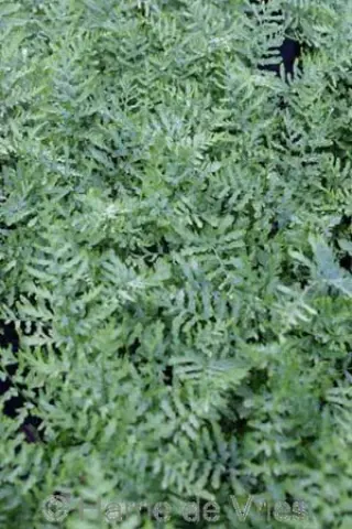 Dryopteris filix-mas 'Linearis Polydact.'