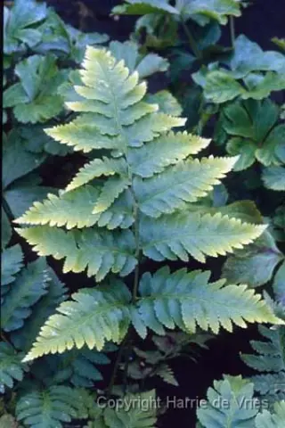 Dryopteris goldiana