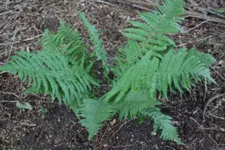 Dryopteris ludoviciana
