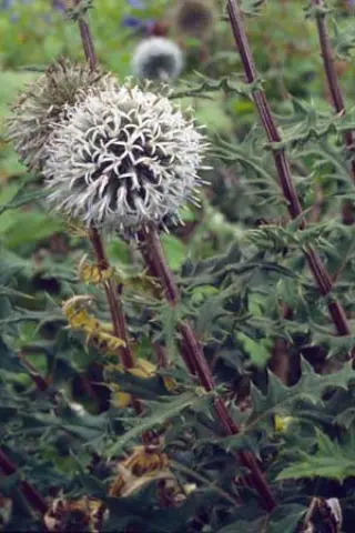 Echinops 'Arctic Glow'