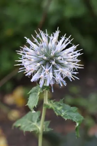 Echinops bannaticus 'Blue Glow'