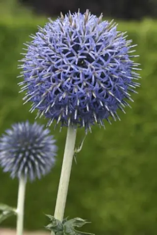 Echinops bannaticus 'Blue Globe'