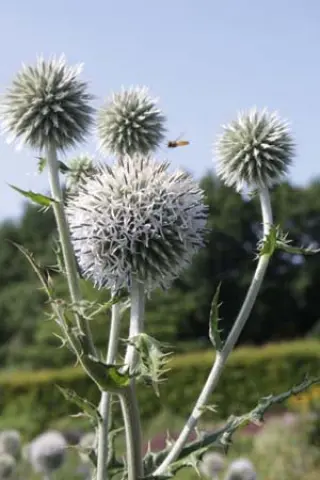 Echinops chantavicus