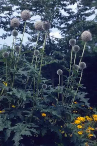 Echinops exaltatus
