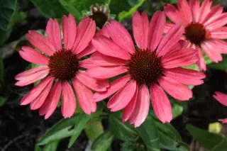 Echinacea 'Meditation Cherry'
