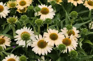 Echinacea 'Meditation Lime'