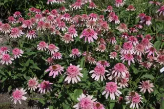Echinacea 'Pink Sorbet'