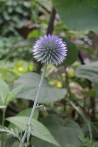 Echinops ritro ruthenicus 'Platinum Blue'