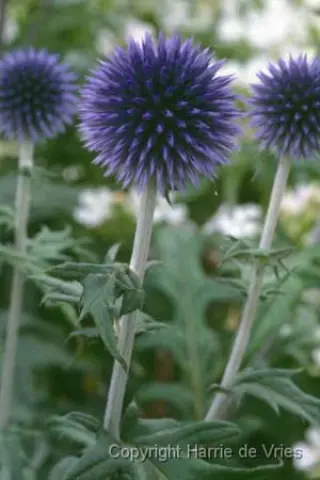Echinops ritro 'Veitch's Blue'