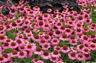 Echinacea 'Rozenrad'