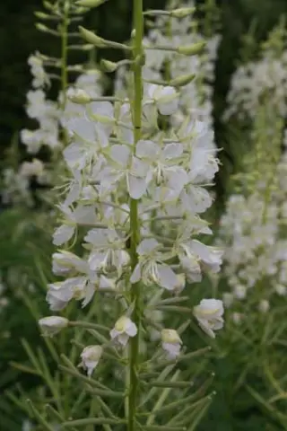Epilobium angustifolium 'Album'