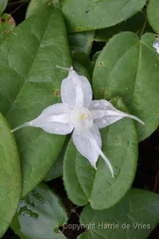Epimedium 'Arctic Wings'