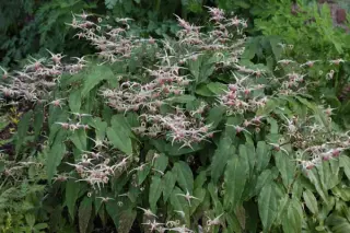 Epimedium 'Domino' (Cc990614)
