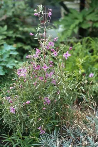 Epilobium dodonae