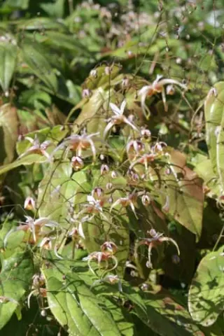 Epimedium 'Fantur'