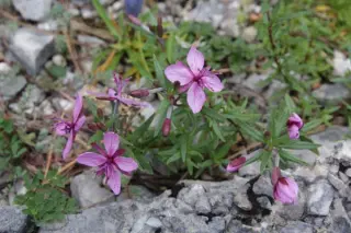 Epilobium fleischeri