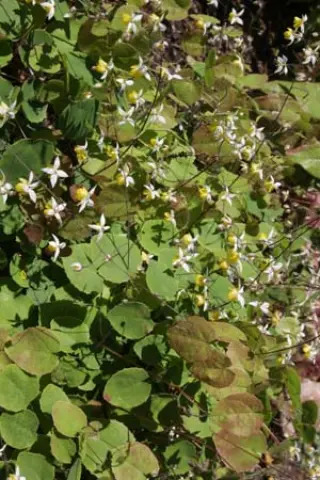 Epimedium 'Moonlight'