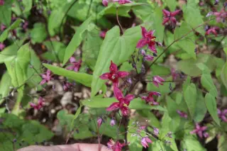 Epimedium 'Never The Red Rooster'