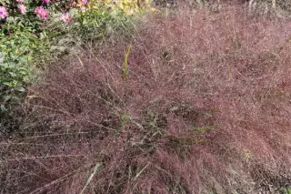 Eragrostis spectabilis 'Purpurflirren'