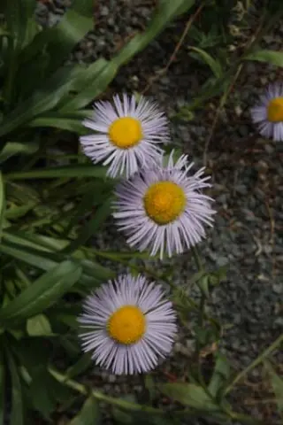 Erigeron formosissimus