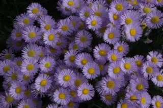 Erigeron 'Mrs E. H. Beale'