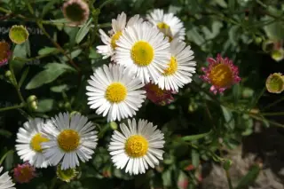 Erigeron karvinskianus